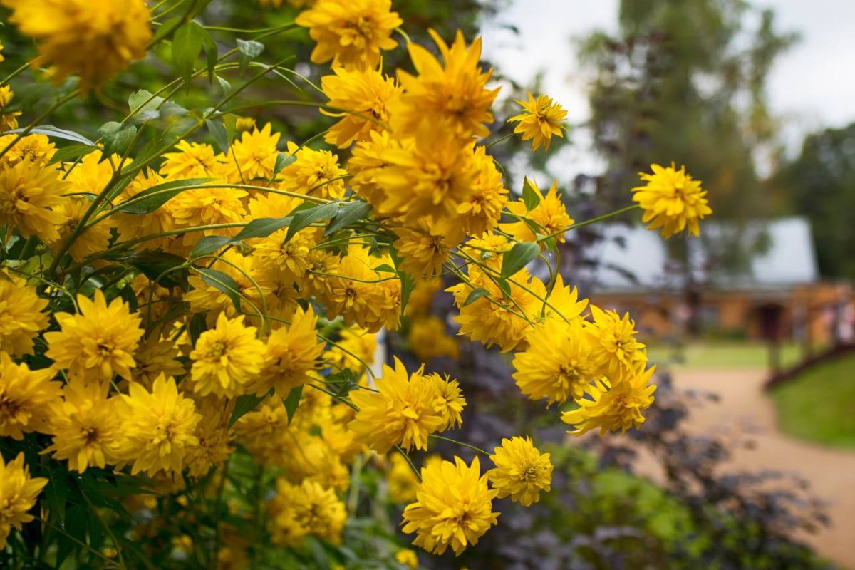 Rudbeckia laciniata