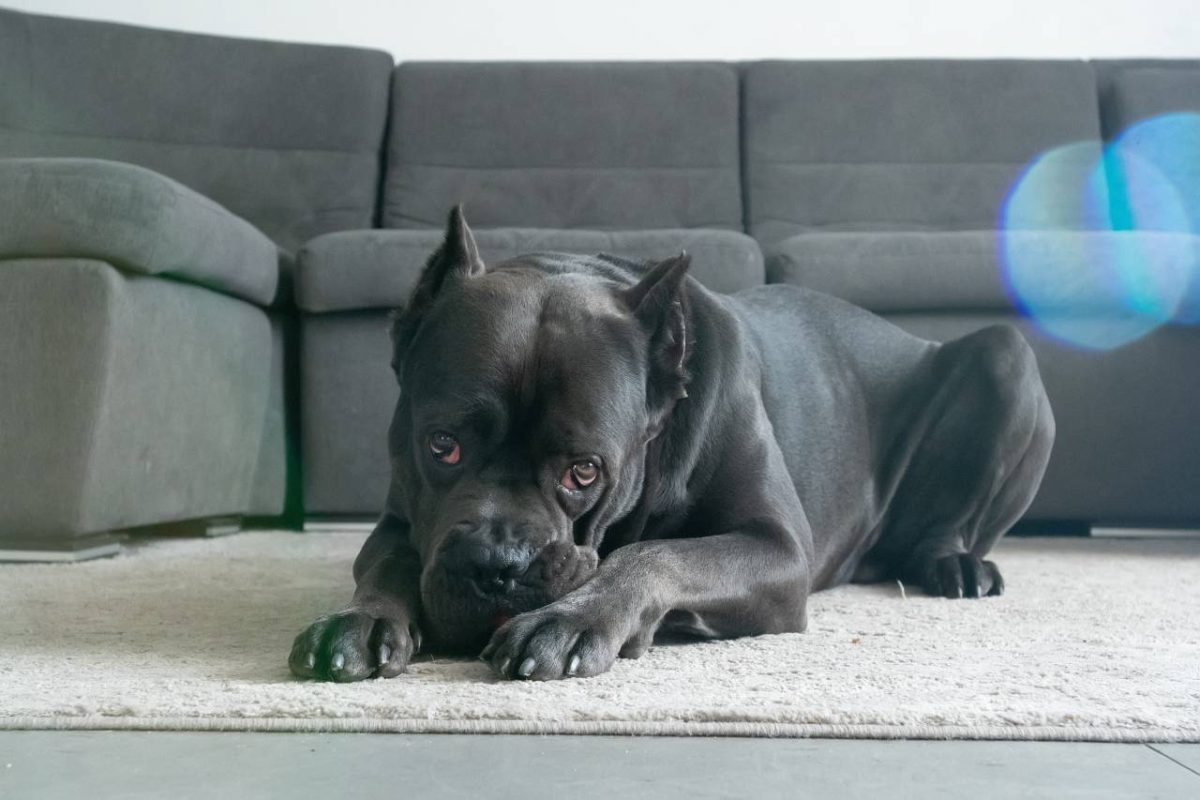 Cane Corso appartement