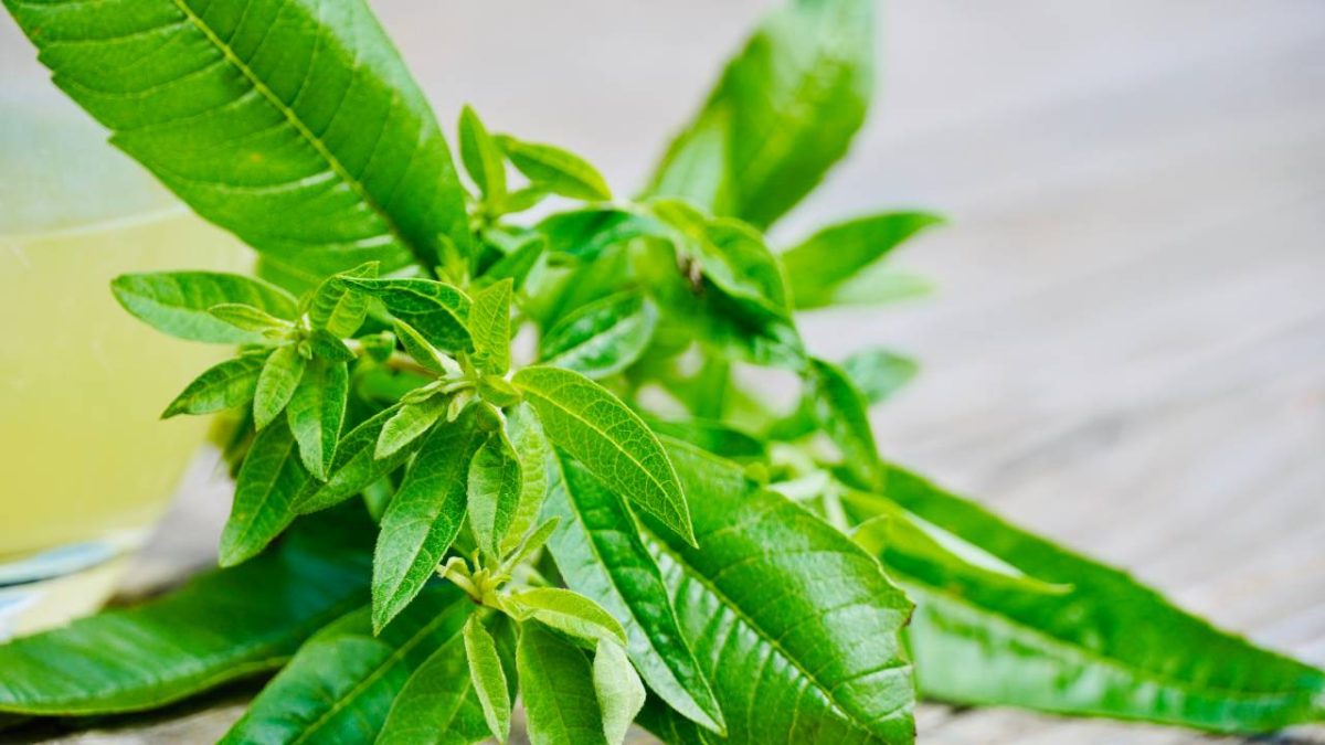 verveine citronnelle
