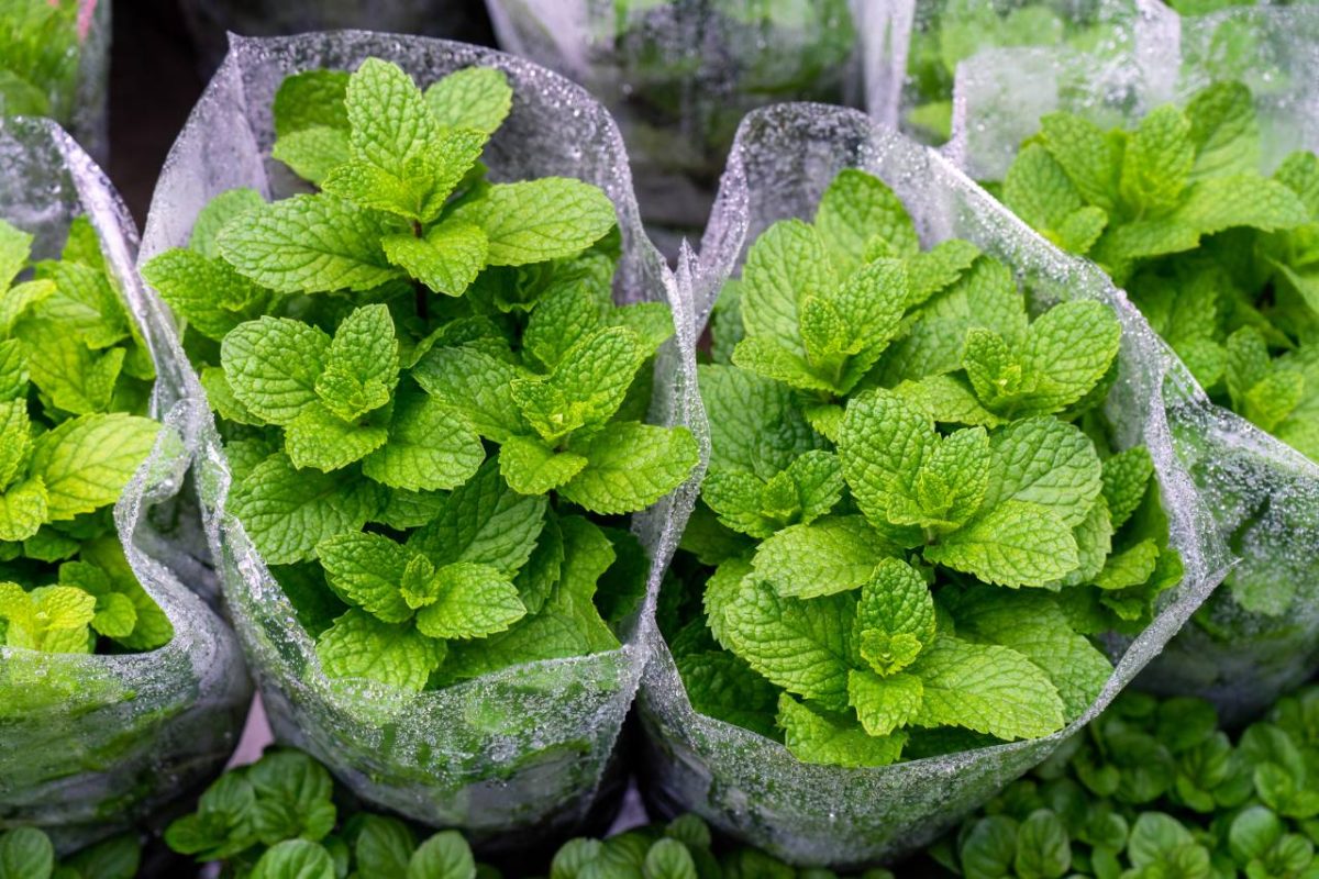 menthe fraiche