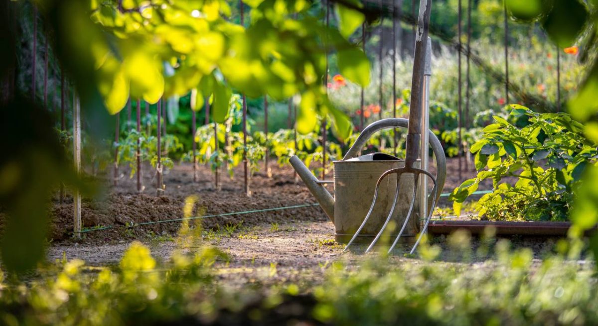 potager printemps