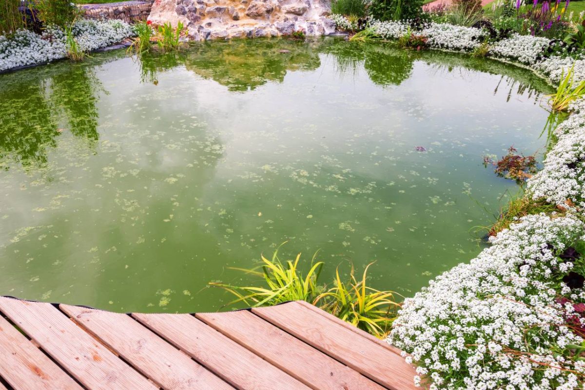 marre naturelle jardin