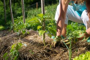 Ces paillis naturels boostent vos récoltes tout en protégeant votre sol