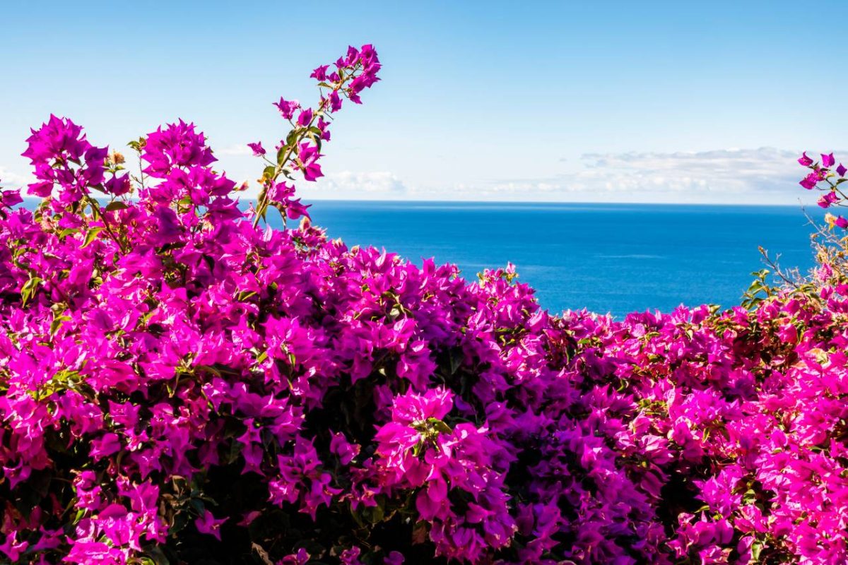 bougainvillier