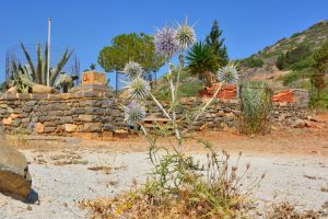 chardons jardin