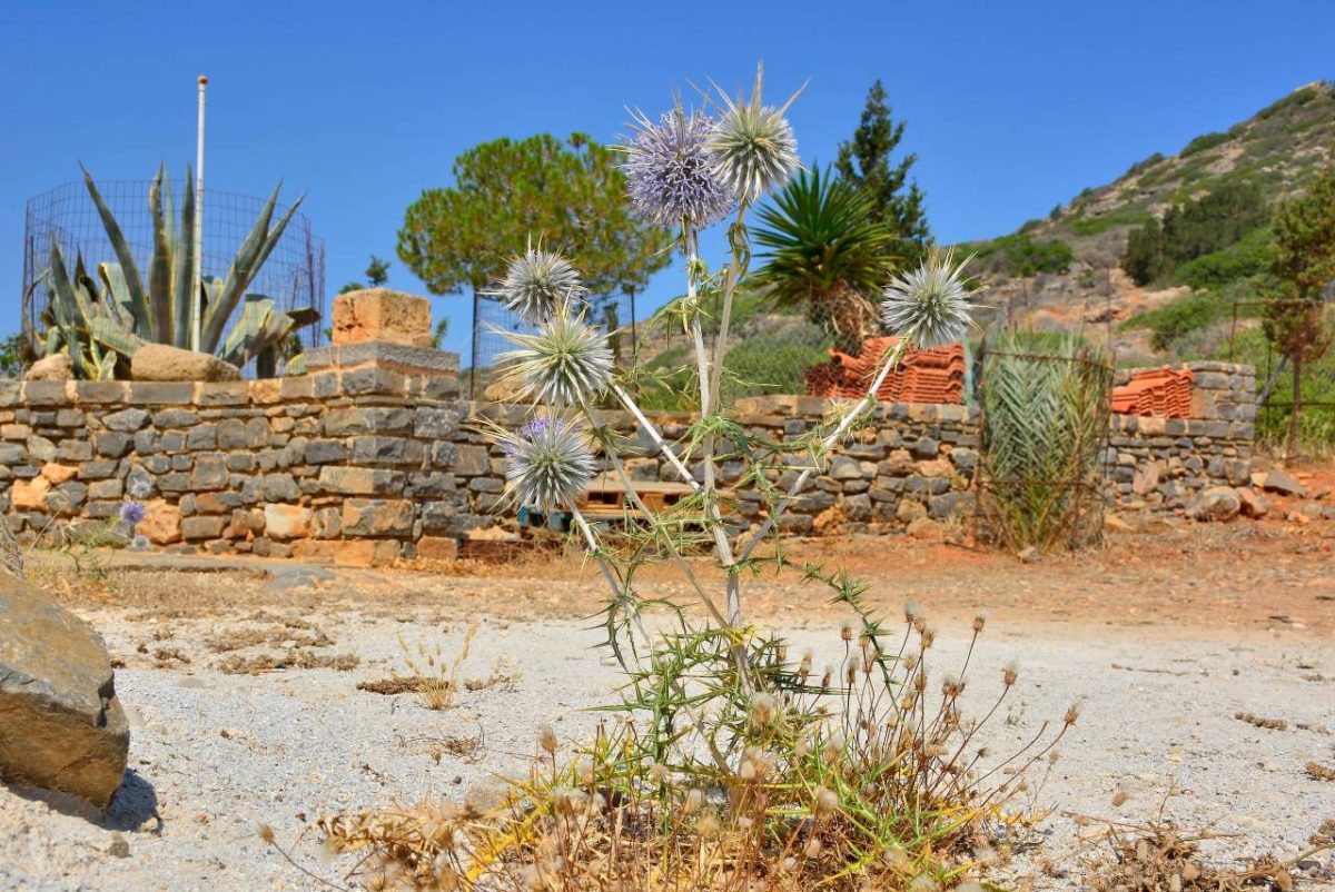chardons jardin