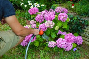 hortensias arroser