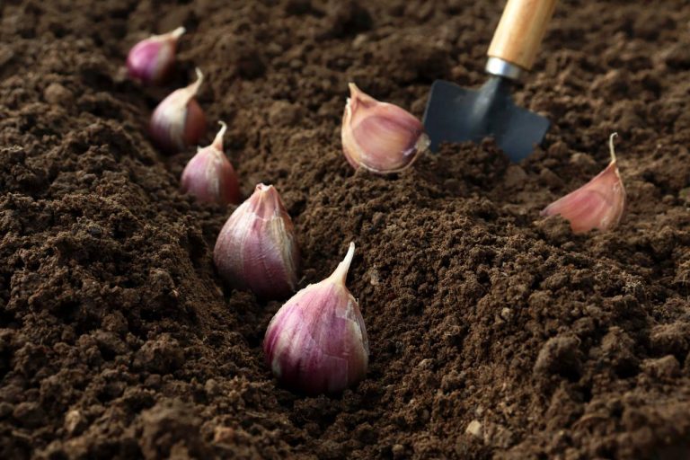 cultiver ail potager