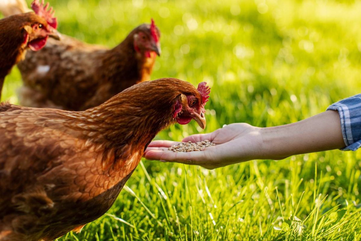 des poules picorent blé