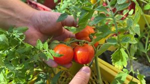 Avant que vos tomates ne souffrent davantage, découvrez les solutions qui limitent les dégâts