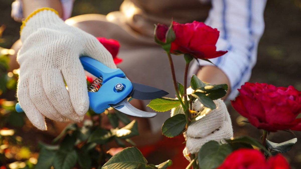 bouturage rosier
