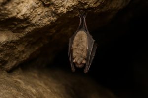 Voici comment le corps d’une chauve-souris se met presque au ralenti pendant tout l’hiver